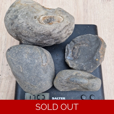 Prepare your own - dactylioceras